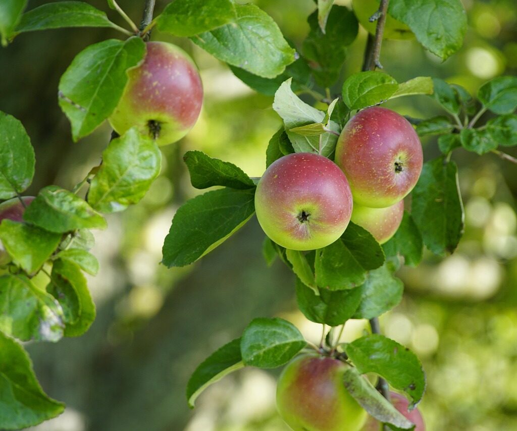 Obstkultur