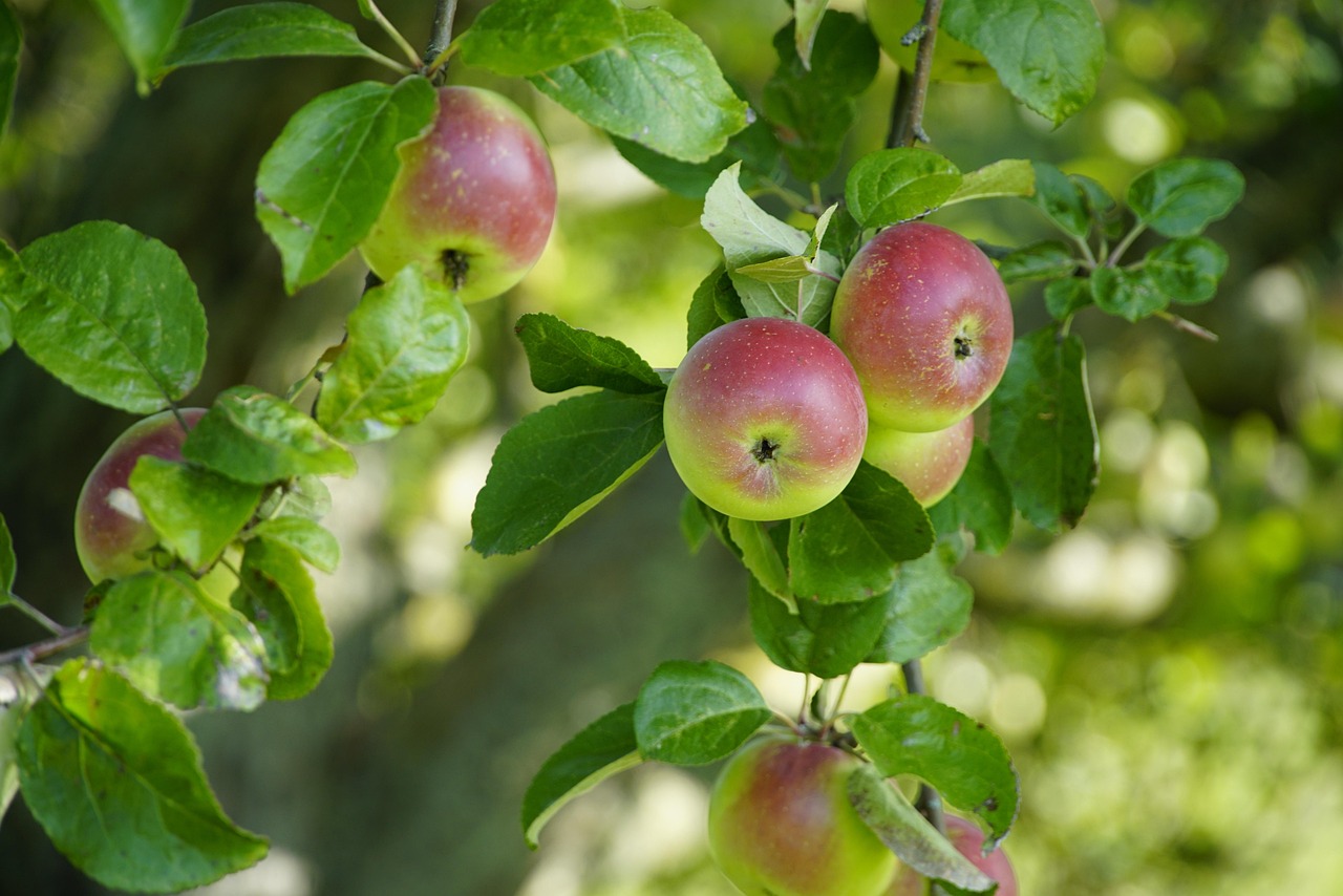 Obstkultur